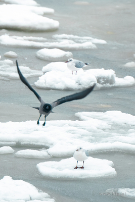 Zimowy Sopot. 13.02.2026 / fot. Anna Rezulak / KFP