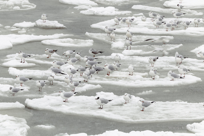 Zimowy Sopot. 13.02.2026 / fot. Anna Rezulak / KFP