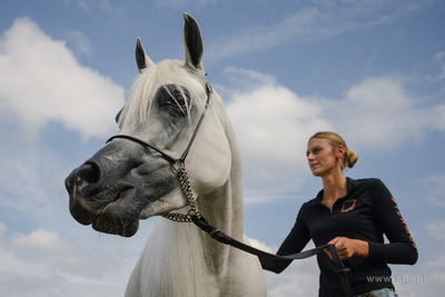Sopot. Hipodrom. Sopot Arabian Horse Show - pokaz najpiękniejszych...