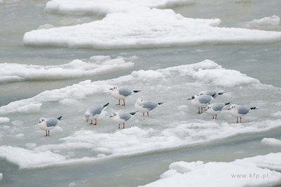 Zimowy Sopot. 13.02.2026 / fot. Anna Rezulak / KFP