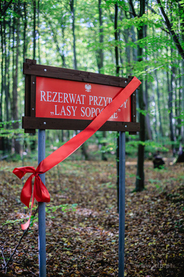 Sopot.  Wielka Gwiazda,  Lasy Sopockie.  Uroczyste...