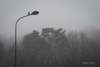 Mgła nad sopockiem osiedlem  Brodwino. 07.04.2023...